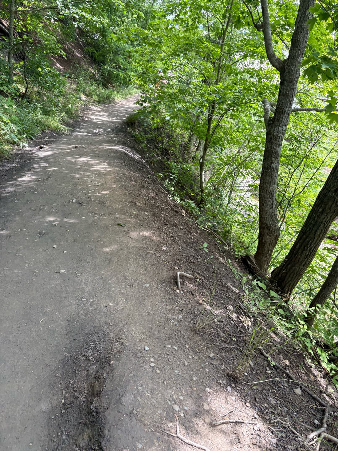 A packed-dirt trail climbing through summer hardwoods, roots across the path